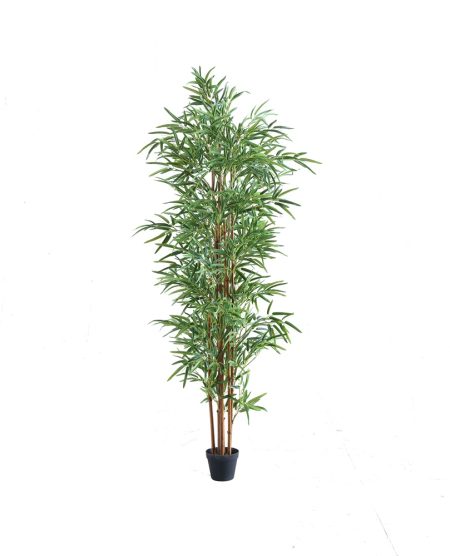 276-34.planta_bambu_180cm